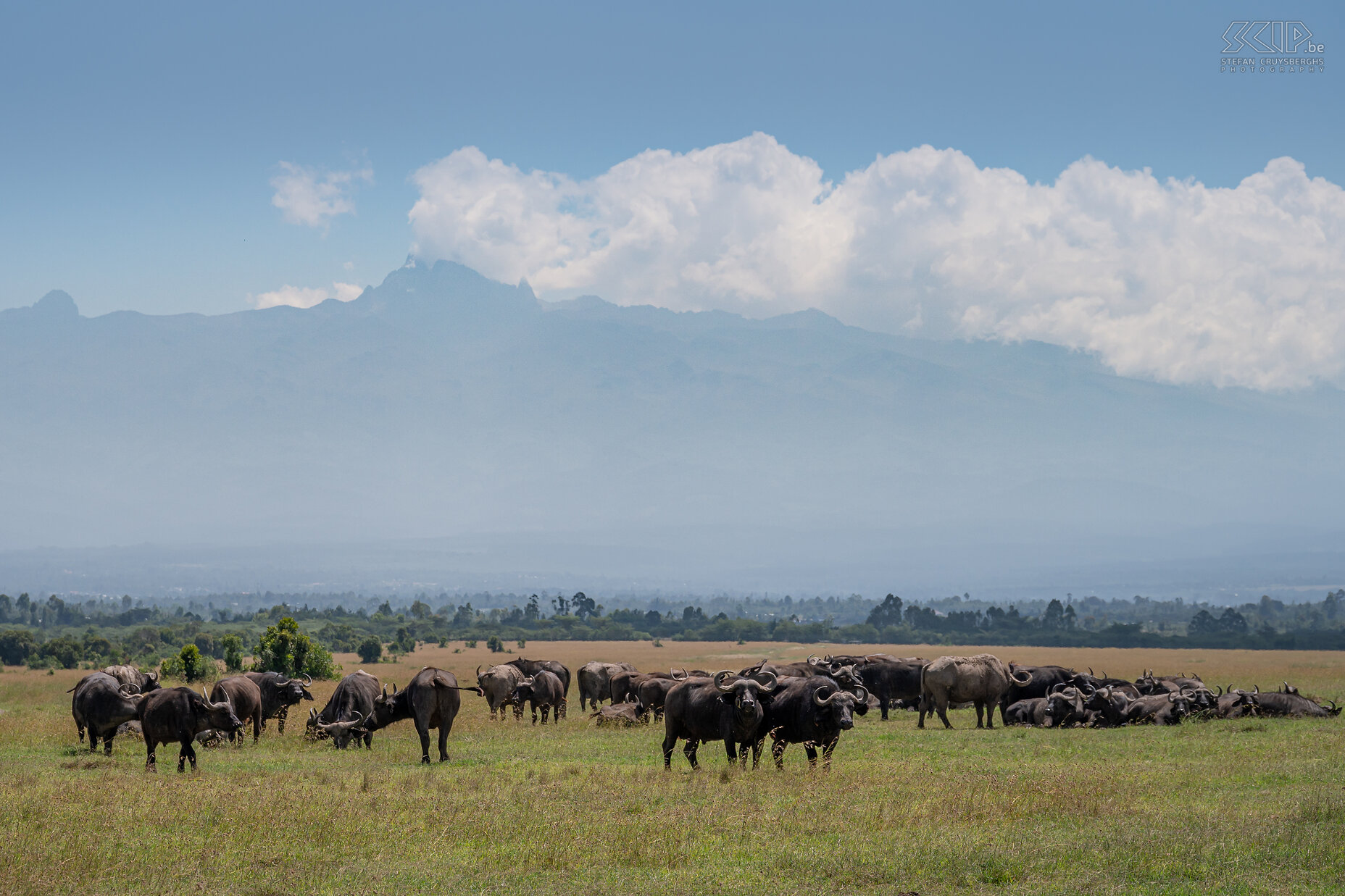 Ol Pejeta - African buffalos The African buffalo is the largest hollow-horned ungulate in Africa. They can weigh up to 850kg. These majestic creatures form sizable herds, thriving in both savannahs and forests. It is also one of the big five species. The buffalo is the favorite prey for lions.  We were able to spot large herds of buffalos in Ol Pejeta, with the imposing Mount Kenya providing a breathtaking backdrop. Stefan Cruysberghs